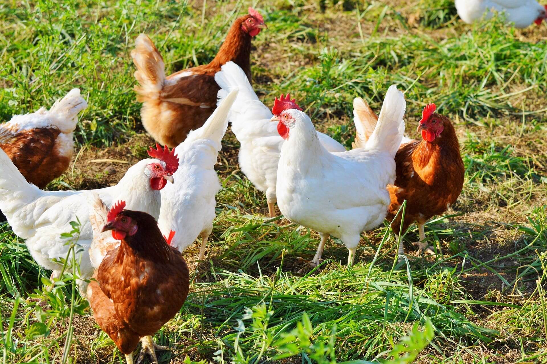 【緊急解説】猛威を振るう鳥インフルエンザ｜家庭の食卓への影響と対策とは